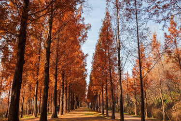 20 DAWN REDWOOD Tree Metasequoia Glyptostroboides Conifer Seeds